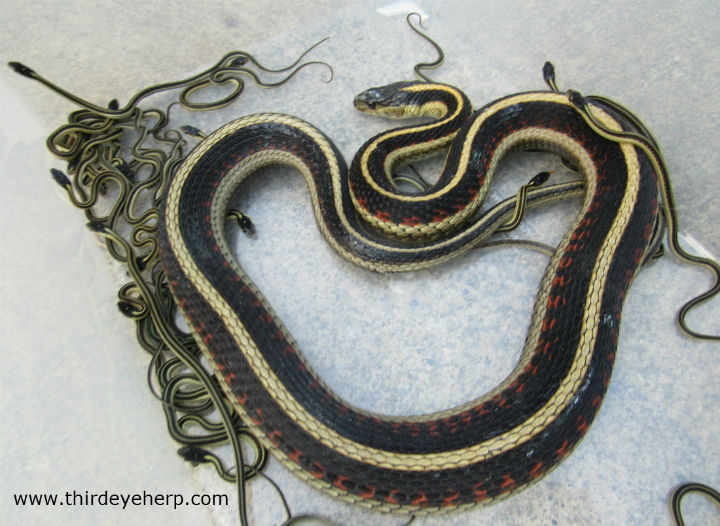 Valley Garter Snake